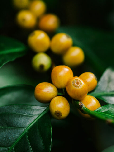 yellow catimor Coffee beans ripening on tree in North of thailan